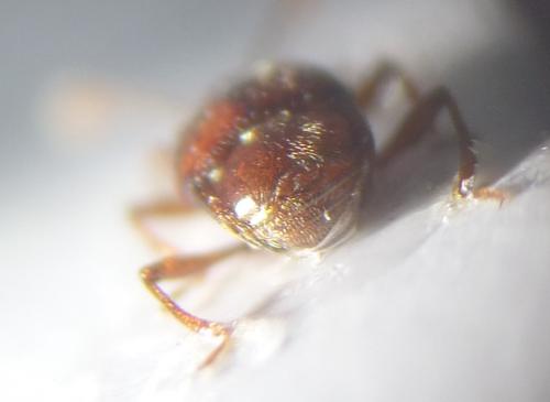 Brachygluta sinuata